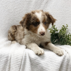 Australian Shepherd Puppy Beyonca