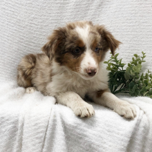 Australian Shepherd Puppy Beyonca