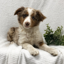 Australian Shepherd Puppy Beyonca