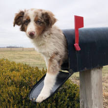 Australian Shepherd Puppy Beyonca