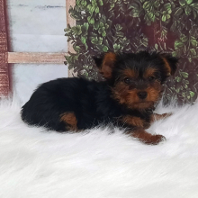 Yorkshire Terrier Puppy Tessa