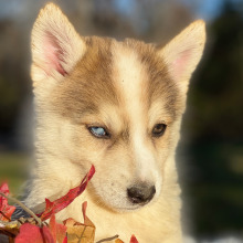 Pomsky Puppy Rooster