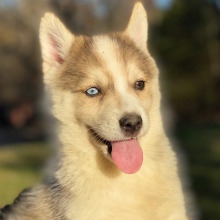 Pomsky Puppy Rooster