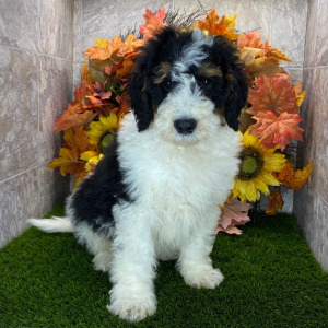 Bernedoodle Puppy Eli