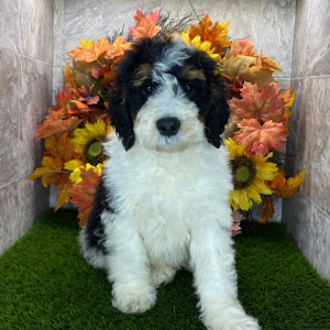 Bernedoodle Puppy Eli