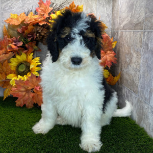 Bernedoodle Puppy Eli