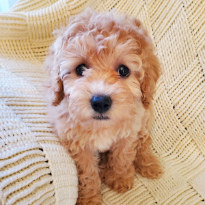 Poodle Puppy Reba Rose