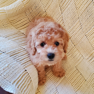 Poodle Puppy Reba Rose