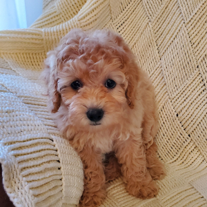 Poodle Puppy Reba Rose
