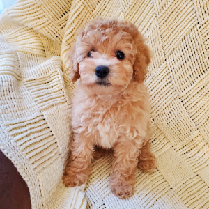 Poodle Puppy Reba Rose