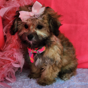 Shihpoo Puppy Colie