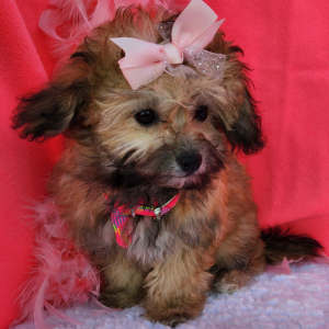 Shihpoo Puppy Colie