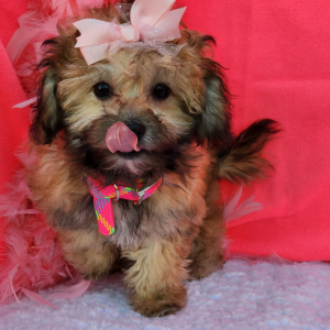 Shihpoo Puppy Colie
