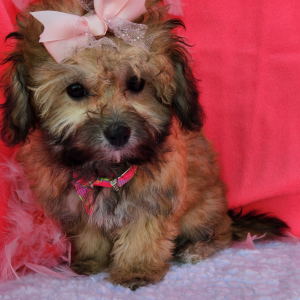 Shihpoo Puppy Colie