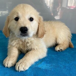 Golden Retriever Puppy Nathan