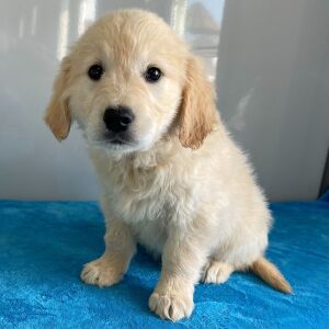 Golden Retriever Puppy Nathan