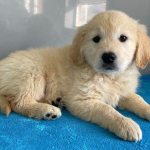 Golden Retriever Puppy Nathan