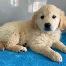 Golden Retriever Puppy Nathan