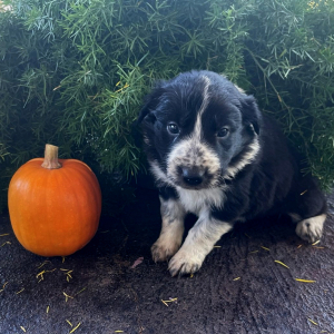 Border Collie Puppy Wren