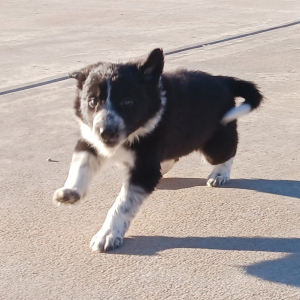 Border Collie Puppy Wren