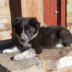 Border Collie Puppy Wren