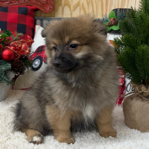 Pomapoo Puppy Conner