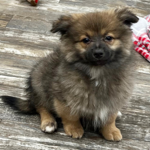 Pomapoo Puppy Conner