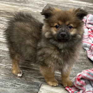 Pomapoo Puppy Conner