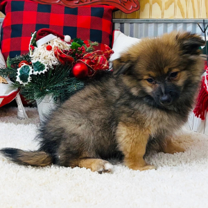 Pomapoo Puppy Conner