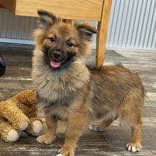 Pomapoo Puppy Conner
