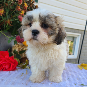 Shih Tzu Puppy Mr Bruno