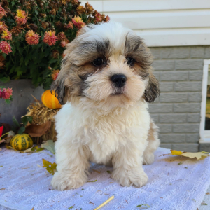Shih Tzu Puppy Mr Bruno