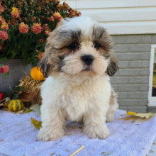 Shih Tzu Puppy Mr Bruno