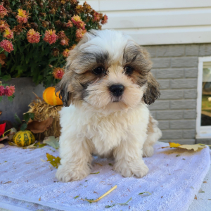 Shih Tzu Puppy Mr Bruno