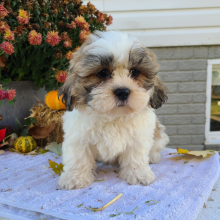 Shih Tzu Puppy Mr Bruno