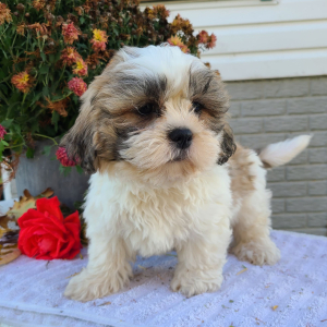 Shih Tzu Puppy Mr Bruno