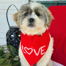 Shih Tzu Puppy Mr Bruno