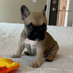 French Bulldog Puppy Spice Girl