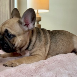 French Bulldog Puppy Spice Girl
