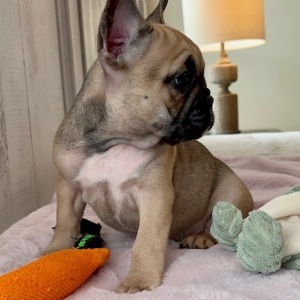 French Bulldog Puppy Spice Girl