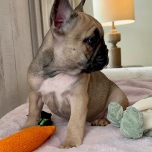 French Bulldog Puppy Spice Girl