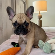 French Bulldog Puppy Spice Girl