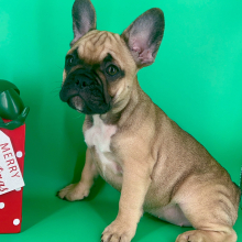 French Bulldog Puppy Spice Girl