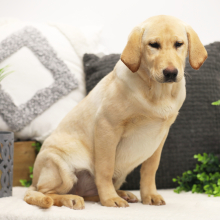 Labrador Retriever Puppy Baylee