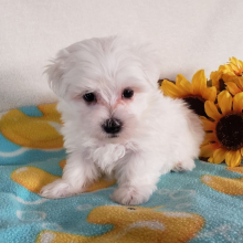 Maltese Puppy Ace