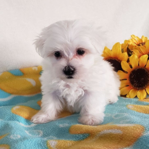 Maltese Puppy Ace
