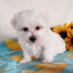 Maltese Puppy Ace