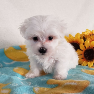 Maltese Puppy Ace
