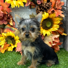 Yorkshire Terrier Puppy Virgil