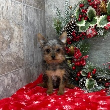 Yorkshire Terrier Puppy Virgil